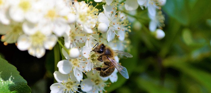 Kostenloser „Bienen-Mix“ erst wieder ab Mitte Juni erhältlich