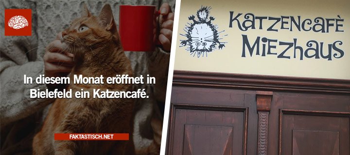 Neueröffnung: Katzencafé 